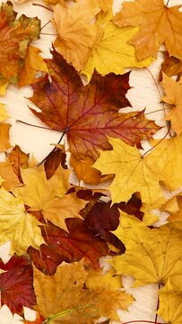 Autumn background. Yellow and red maple leaves appear on a wooden background. Stop motion. Vertical