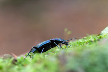 Ground-Beetle Carabus Chaetocarabus intricatus in close view