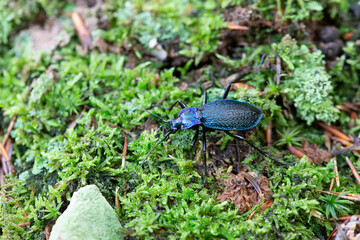 Ground-Beetle Carabus Chaetocarabus intricatus in close view