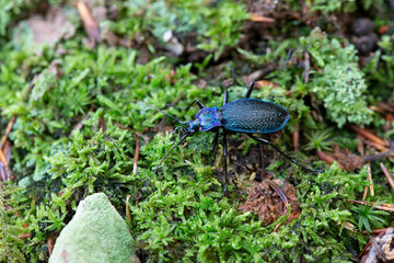 Ground-Beetle Carabus Chaetocarabus intricatus in close view