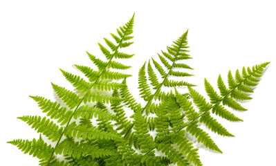 Green fern plants