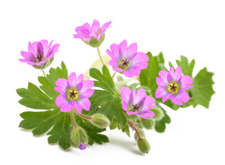 Dovesfoot Geranium plant