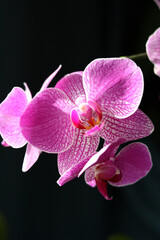 Pink phalaenopsis, on a black background in the rays of the sun. Selective focus. Vertical photo.