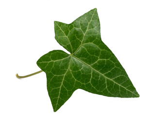 Green Ivy leaf - obrazy, fototapety, plakaty