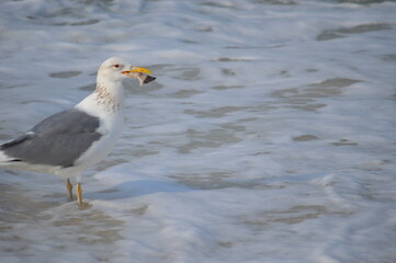 魚をくわえたカモメ　白浜の海と鳥