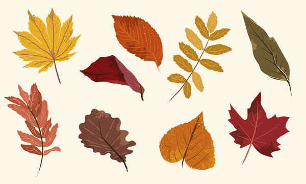 Fall season leaves collection with maple and oak leaves and other autumnal forest leaf in green, brown, red, golden and orange colors. Textured and vectored in flat style. Hand drawn. 