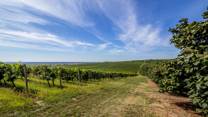 Fototapeta na wymiar The hilly vineyards from Banska Cosa to Baranja, Croatia
