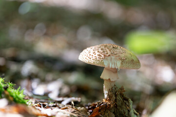 Mushroom Amanita in close view