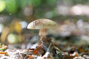 Mushroom Amanita in close view