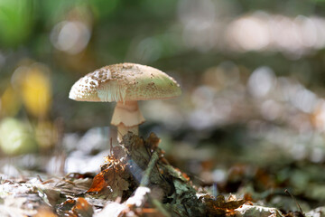 Mushroom Amanita in close view
