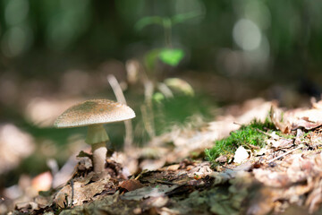Mushroom Amanita in close view