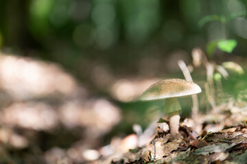 Mushroom Amanita in close view