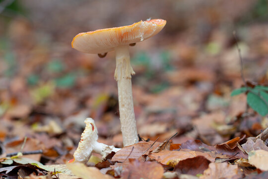 Pucciniomycetes Bilder Durchsuchen 5,286 Archivfotos,