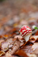 Mushroom Amanita in close view