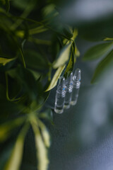 Three transparent glass ampoules for injection with the drug inside, soft focus, selective focus