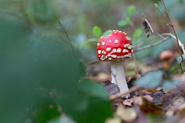 Mushroom Amanita in close view