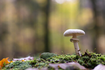 Mushroom Amanita in close view