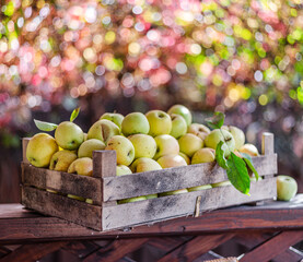 Ripe apples in the wooden boxes. Colorful blurred autumn foliage at the background.