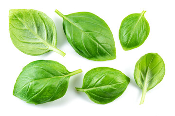 Set of fresh green basil leaves isolated on white background.