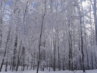 śnieżna, piękna, biała zima krajobraz w Beskidach