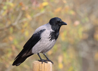 Hooded crow