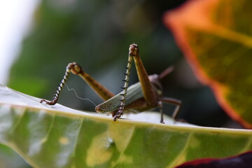 green grasshopper's thorny legs close up