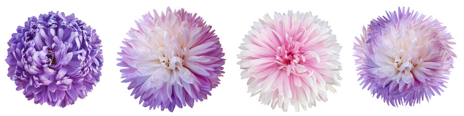 Purple chrysanthemum..  Flowers on white  isolated background with clipping path.  For design.  Closeup.  Nature.