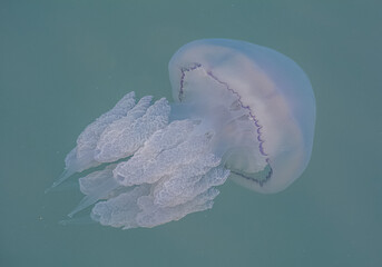 Black Sea Great Jellyfish