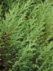 juniper branches, closeup