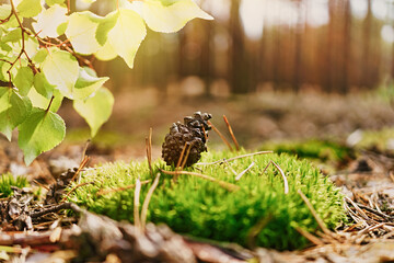 Beauty autumn in the forest
