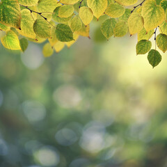 Early Autumn in the city park