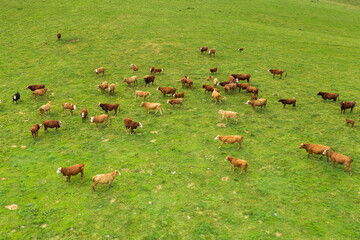 Top view on the brown cows in in a bright green grassy field.