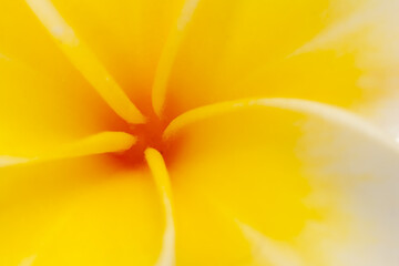 Fototapeta na wymiar Macro Close-Up of Tropical flower Frangipani (yellow white Plumeria) isolated on white background