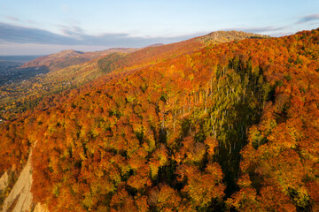 Top down aerial view of carpathian mountains covered with trees colored into fall colors The gorgeous warm colors of fall foliage