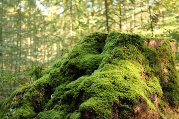 moss on a tree trunk
