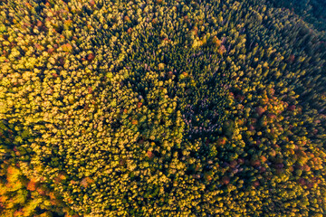 Top down aerial view of carpathian mountains covered with trees colored into fall colors The gorgeous warm colors of fall foliage