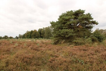 trees in the field