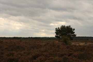 tree in the field