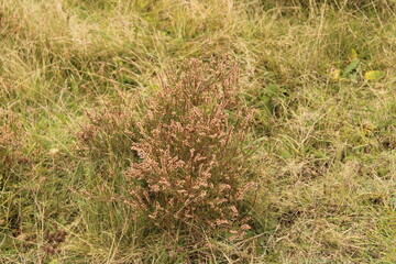 grass in the field