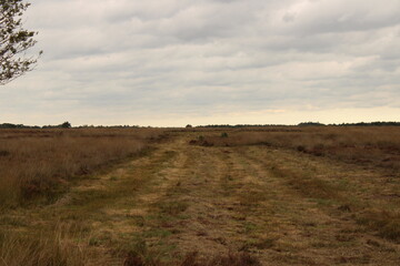 landscape with a field