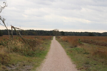 road in the field