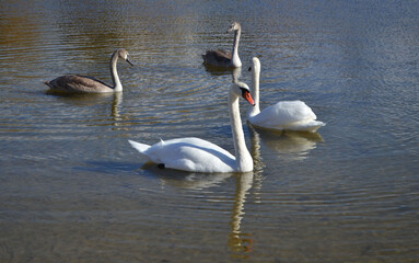 swans on the lake