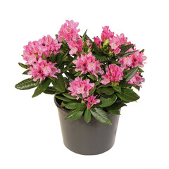 Rhododendron rose en pot	