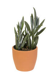 Senecio serpens en pot sur fond blanc

