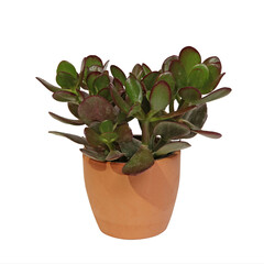 Fototapeta premium Crassula ovata en pot sur fond blanc