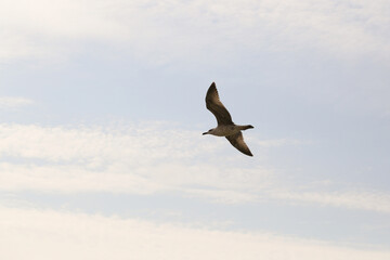 a seagull flies in the sky on a sunny day