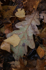 Background of multicolored fallen autumn leaves