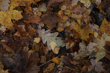 Background of multicolored fallen autumn leaves