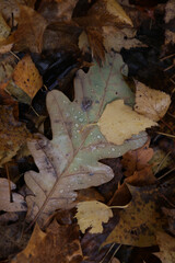 Background of multicolored fallen autumn leaves