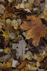 Background of multicolored fallen autumn leaves